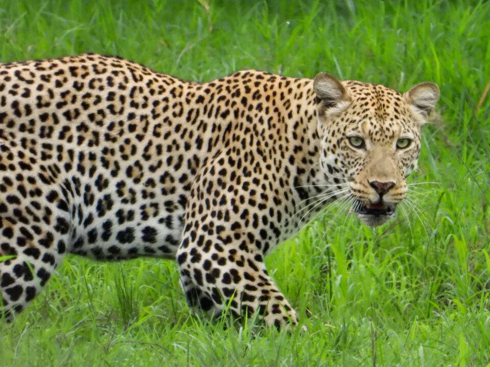 Leopard - Biodiversity