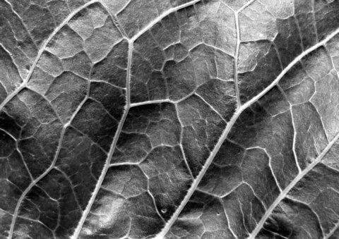 Abstract black and white leaf texture.